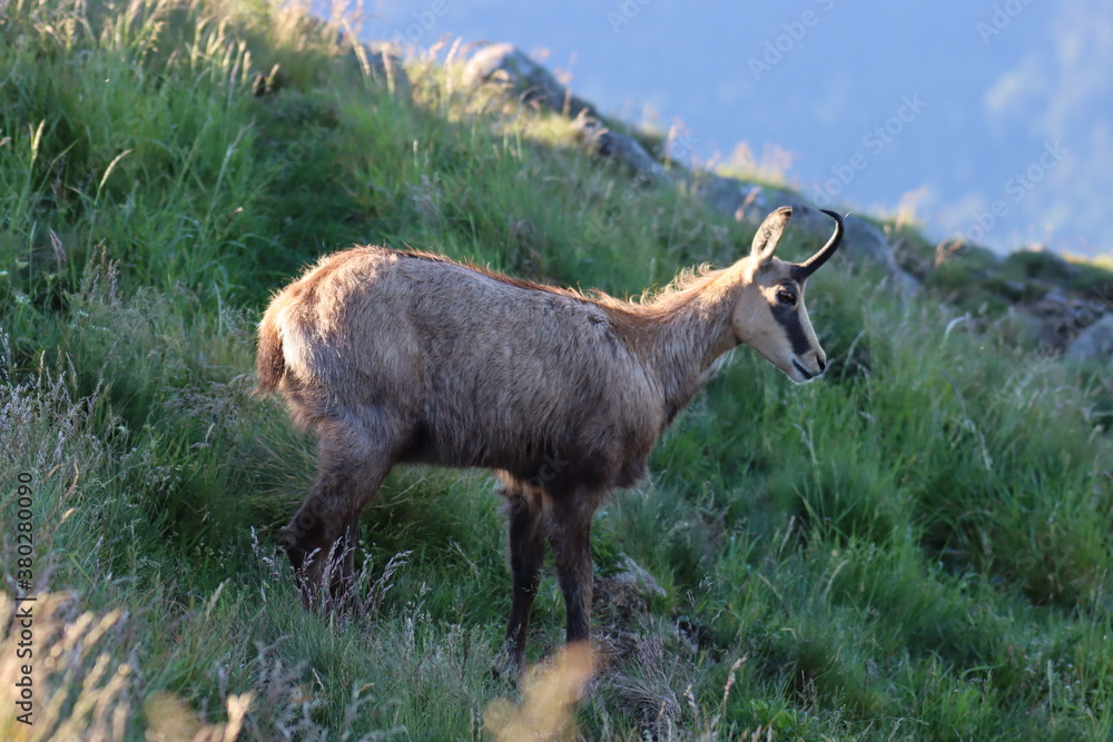 chamois vosges