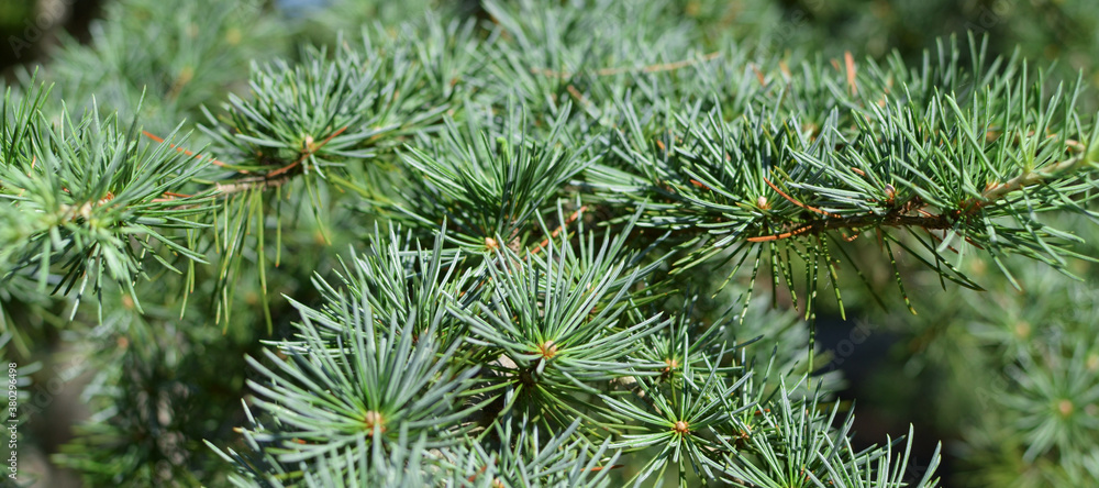 Detail of a needle-like tree