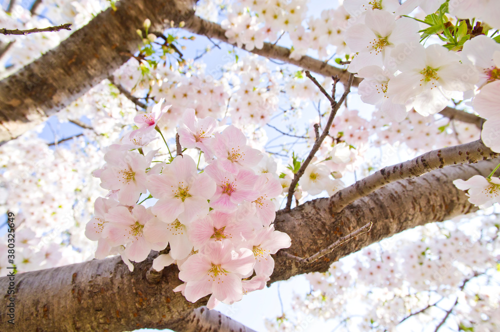 The cherry blossoms in the park are in full bloom.