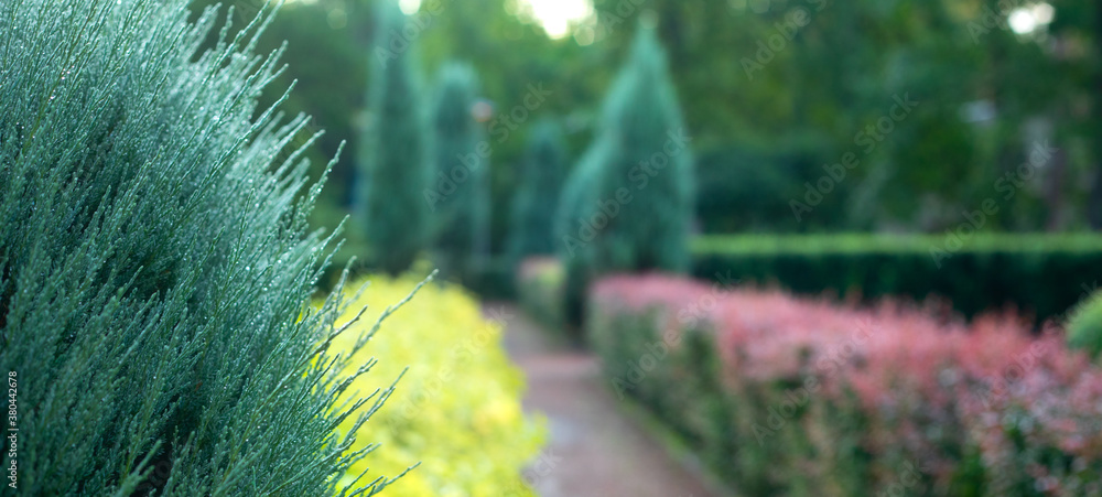 Young green branches of a juniper in a beautiful park.