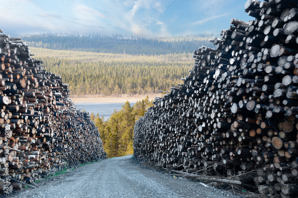 Heaps of timber in sunny forest landscape