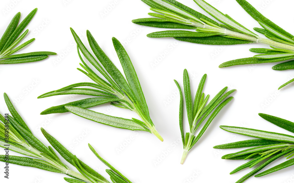 Rosemary isolated on white background. Full frame rosemary top view. Green herbs isolated on white.