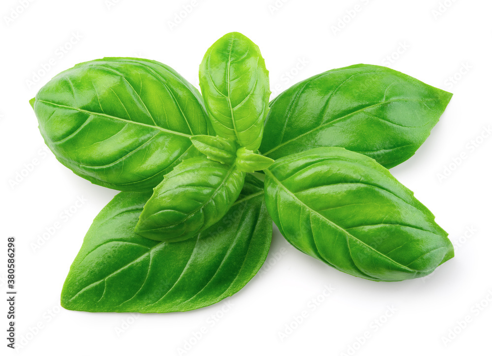 Basil isolated. Basil leaf on white. Basil branch with leaves top view. Full depth of field.