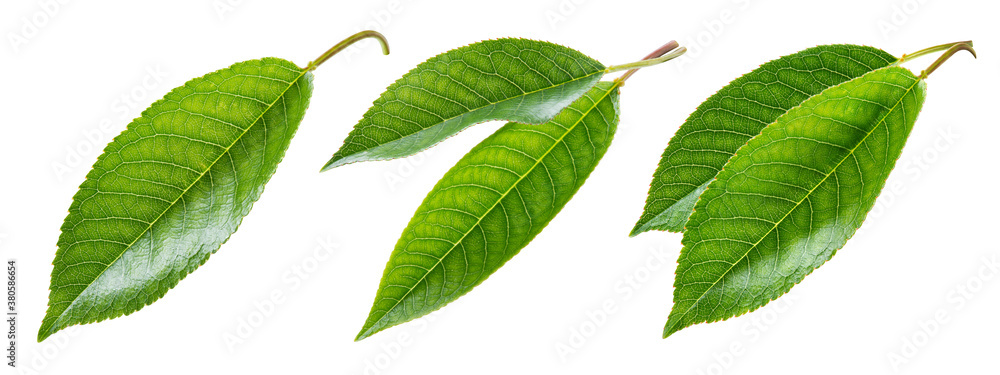 Cherry leaf isolated. Cherri leaves on white background. Sour cherry leaf set on white. Full depth o