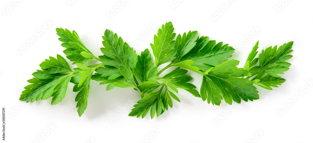 Parsley isolated. Parsley background. Parsley leaf on white. Parsley leaves top view. Full depth of 