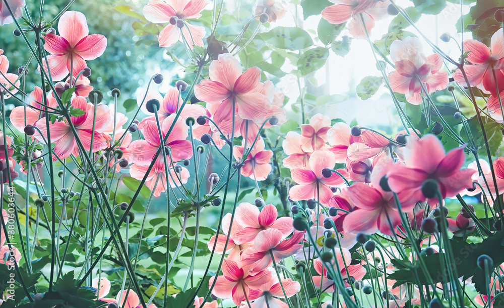 Floral delicate natural background. Lots of pink Chinese or Japanese anemone flowers in nature in su