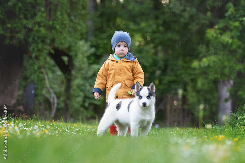 Small kid in yellow jacket with white dog puppy breed siberian husky on spring backyard. Dogs and pe