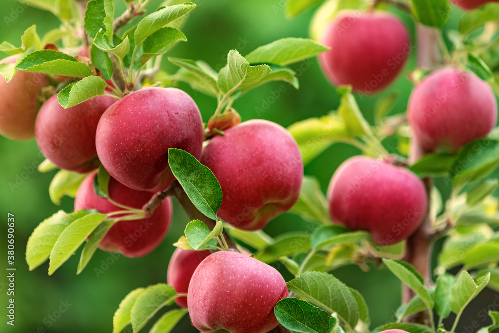 Red apples on apple fruit tree branches