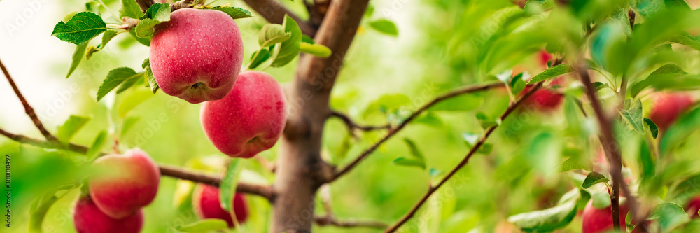 Red apples on apple fruit tree branches