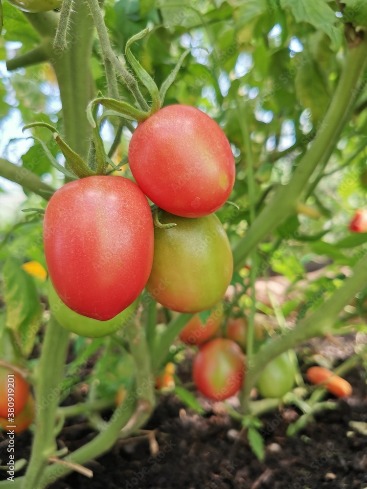 ripe and unripe tomatoes on the bush photographed close up