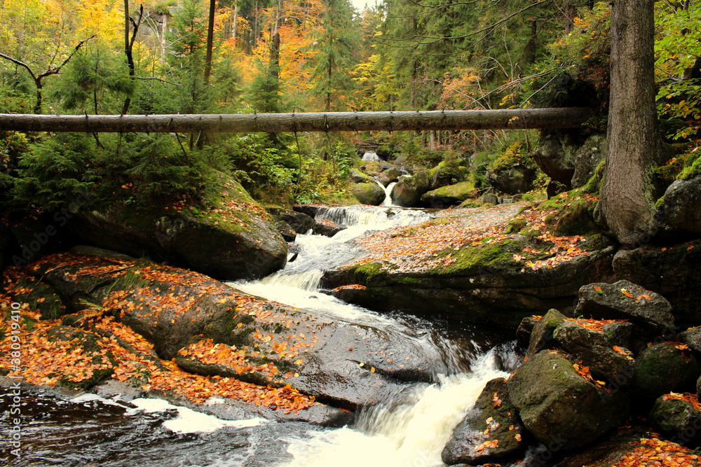 Cerna Desna.Vibrant autumn colours on a sunny day in the forest.Colourful trees during season change