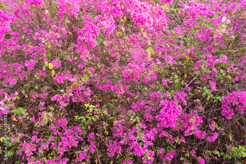 Beautiful Bougainvillea flower in the nature ,Provincial flower of phuket thailand.