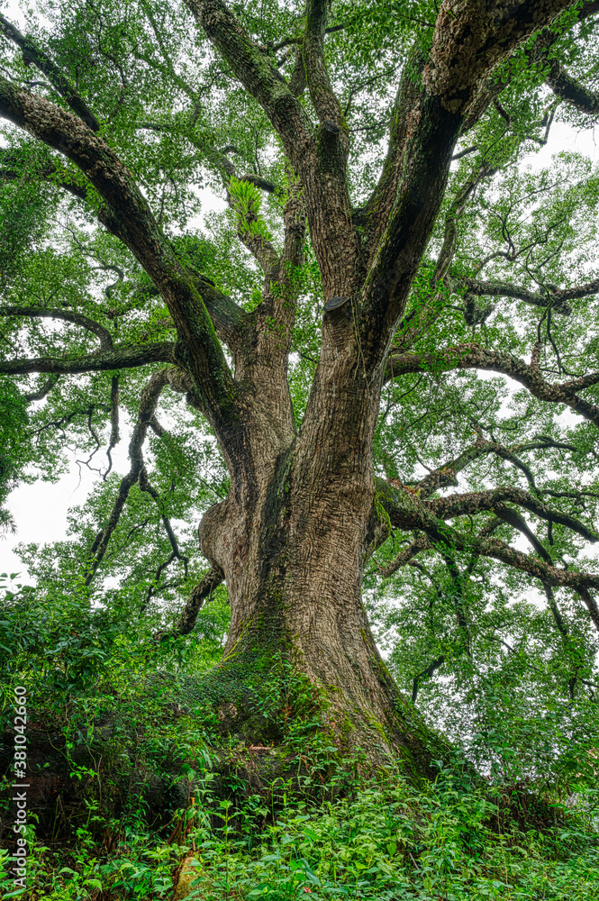 banyan trees up to the sky