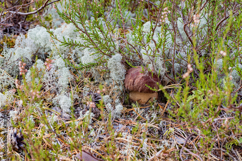 young mushroom penny bun in moss with heather in autumn forest