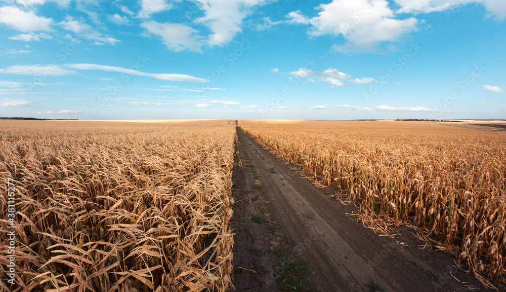 Large agricultural corn field of ripe corn separated by a dirt road at sunset