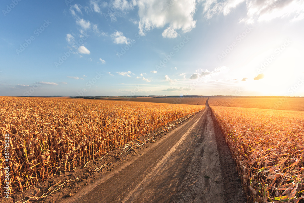 Large agricultural corn field of ripe corn separated by a dirt road at sunset