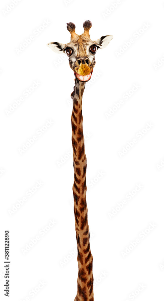 Giraffe head with big toothy smile and extra long neck isolated on white