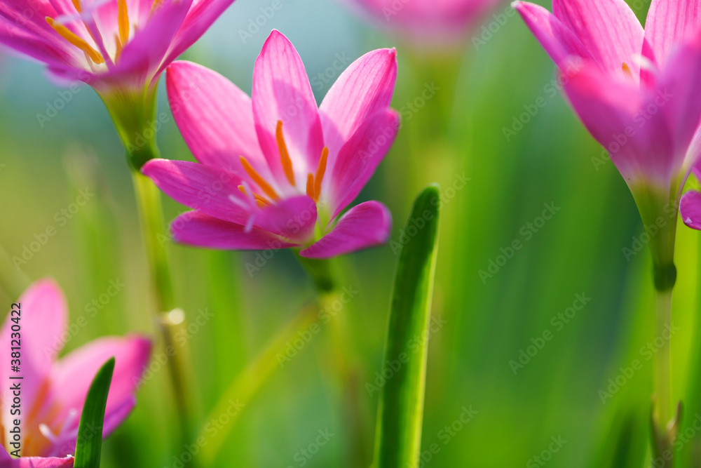 pink rain lily flower