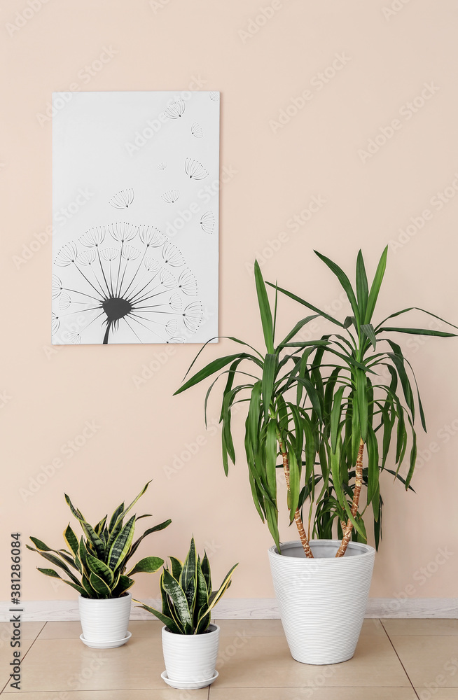 Green houseplants near light wall in room