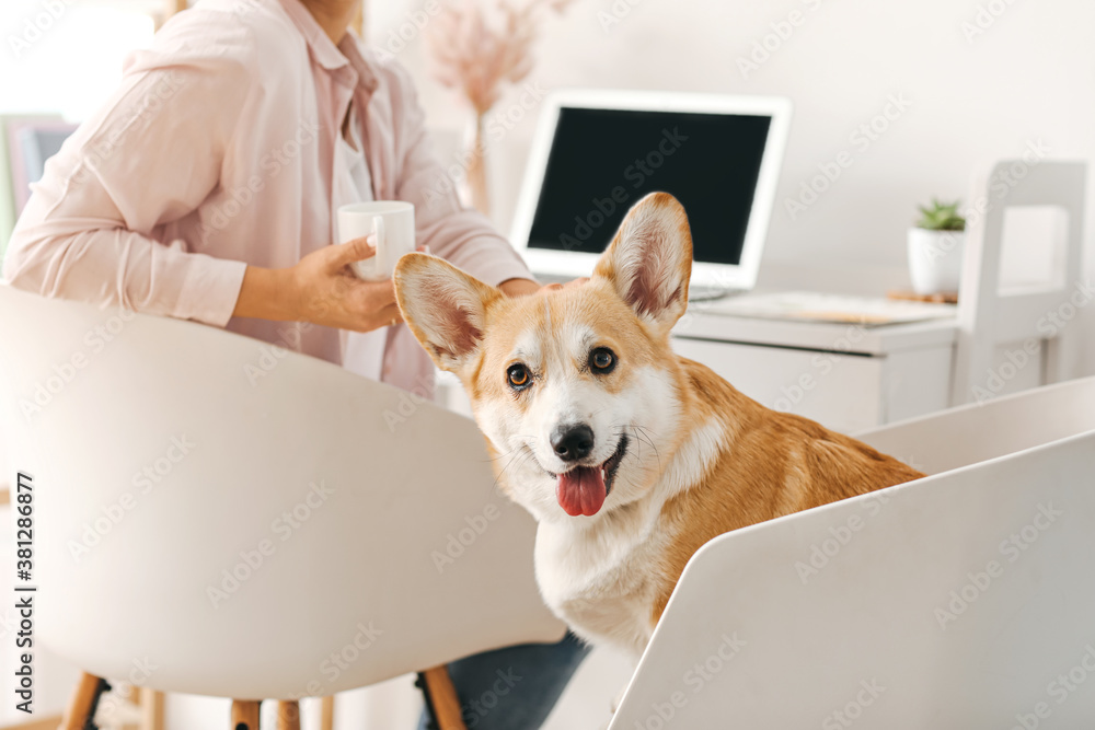 Woman with cute corgi dog working at home