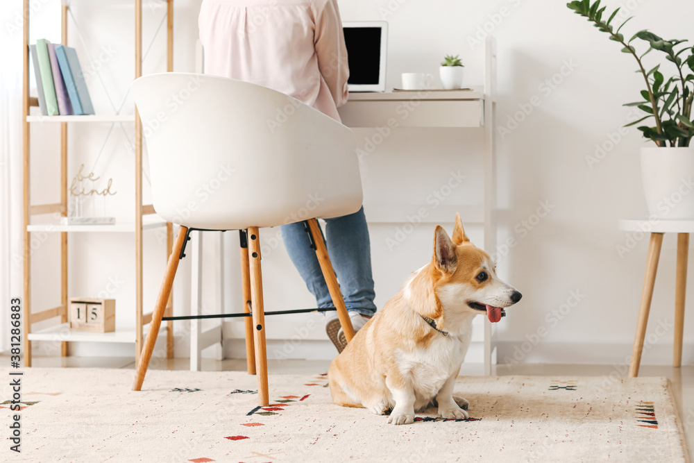 Woman with cute corgi dog working at home