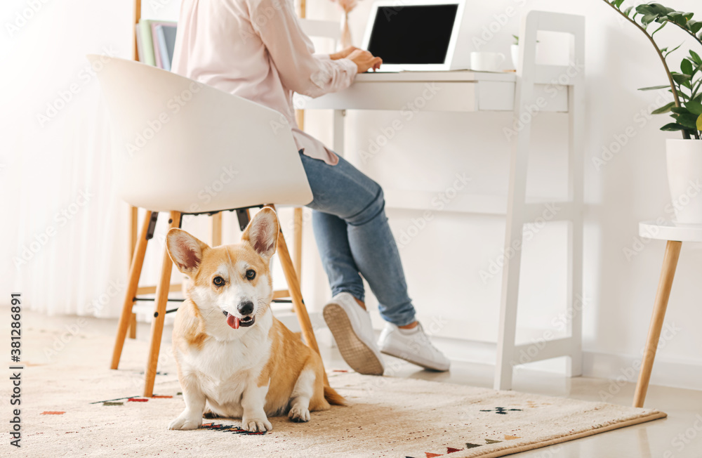 带着可爱柯基犬在家工作的女人