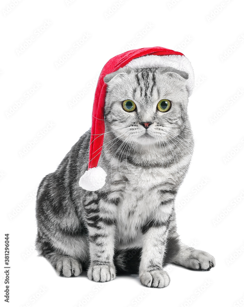 Cute funny cat in Santa hat  on white background