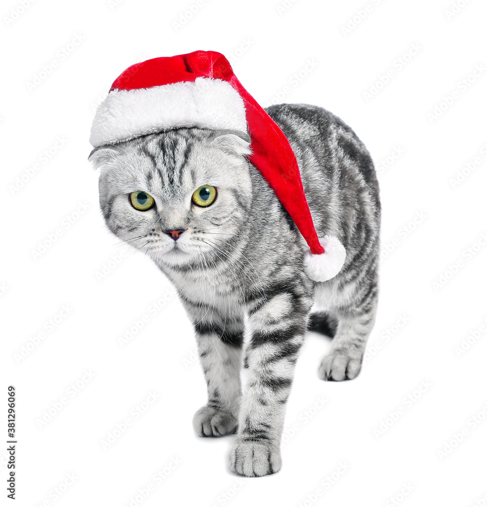 Cute funny cat in Santa hat  on white background