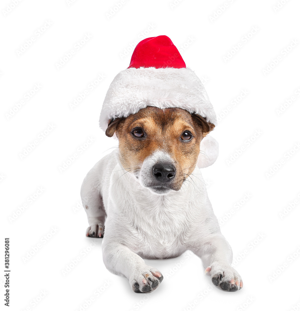 Cute funny dog in Santa hat on white background