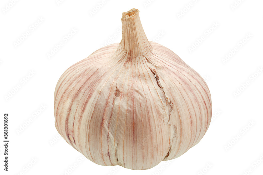 Garlic vegetable isolated