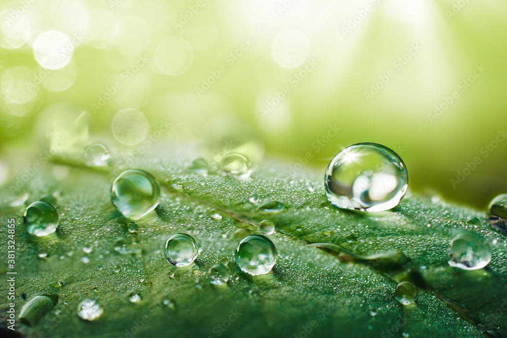 Beautiful water drops after rain on green leaf in sunlight, macro. Many droplets of morning dew outd