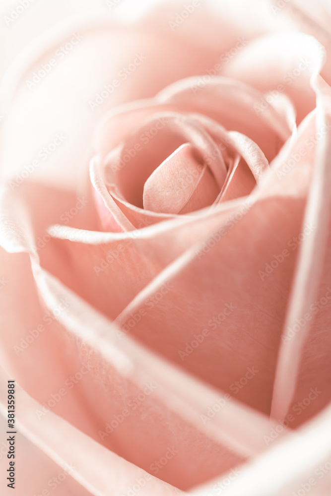 Close-up view of beatiful elegant pink rose with water drop