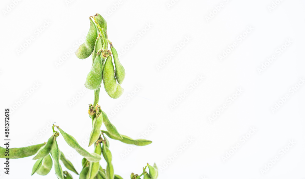 Fresh soybeans on white background