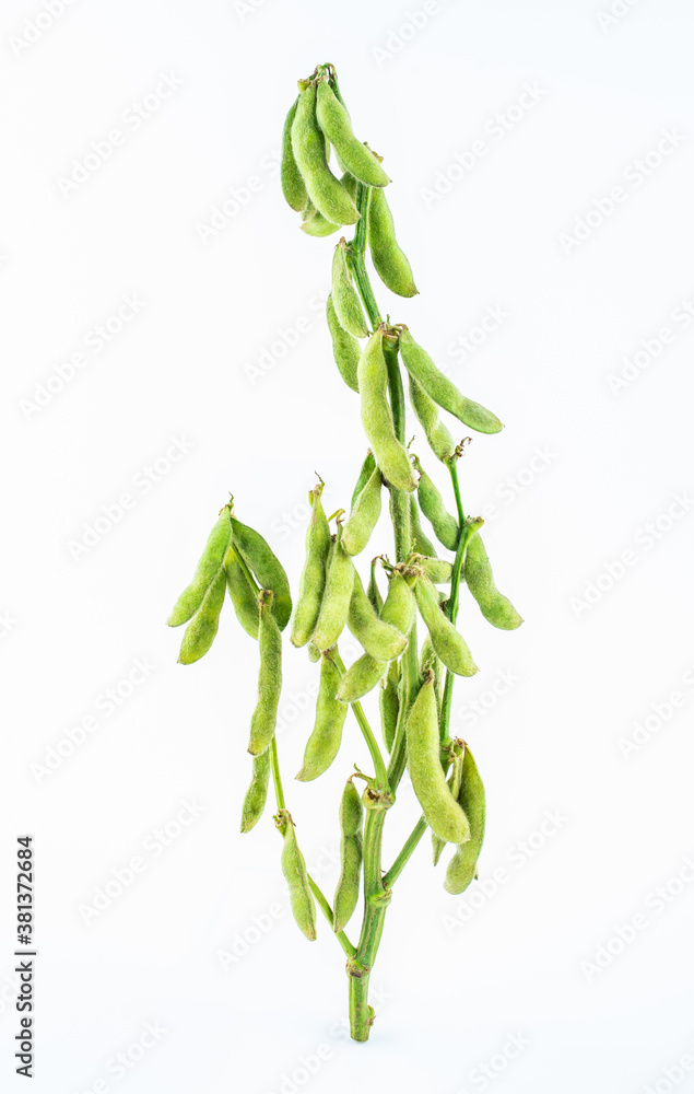 A fresh soybean plant on white background