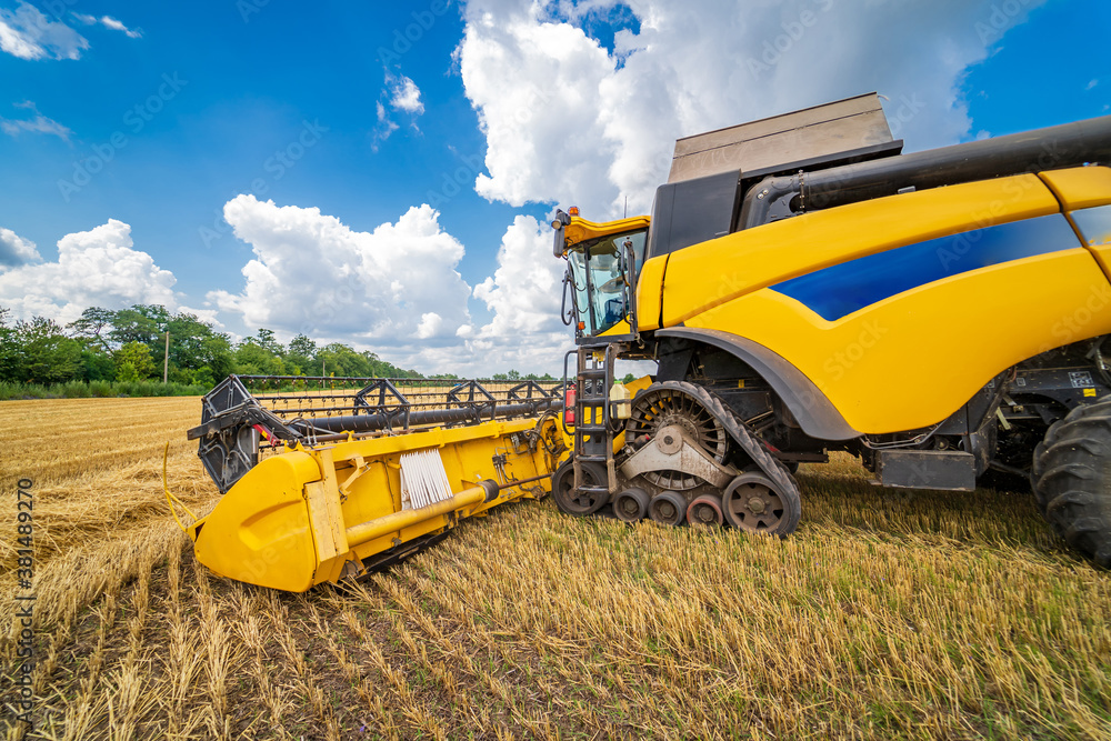 Yellow grain harvesting combine in a sunny day. Gold field with grain. Agricultural technic works in