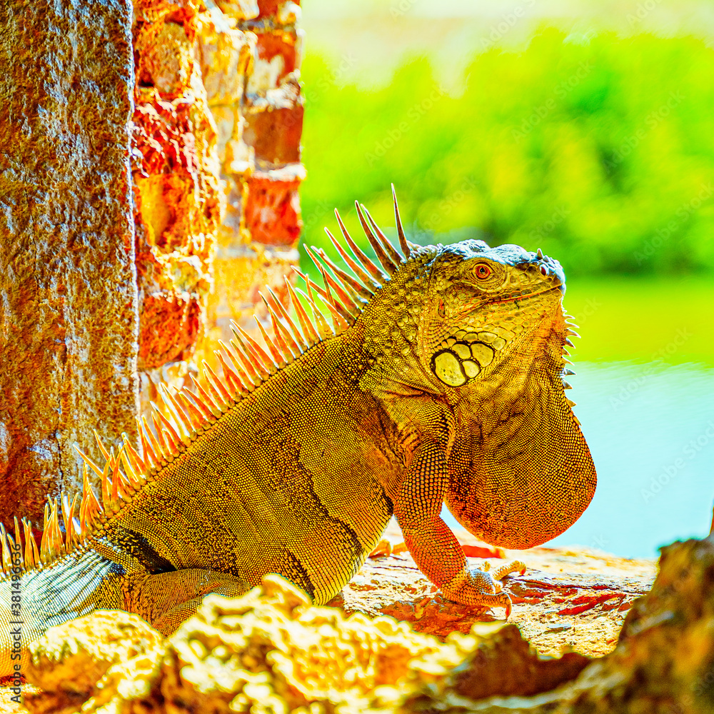 Green iguana, also known as the American iguana in the loophole of an ancient fort, the southernmost