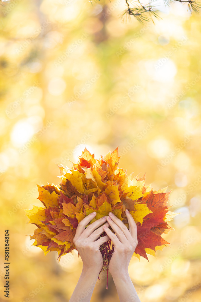 Bouquet of yellow, red and orange maple leaves in human hands in the forest outdoor. Blur autumn bac