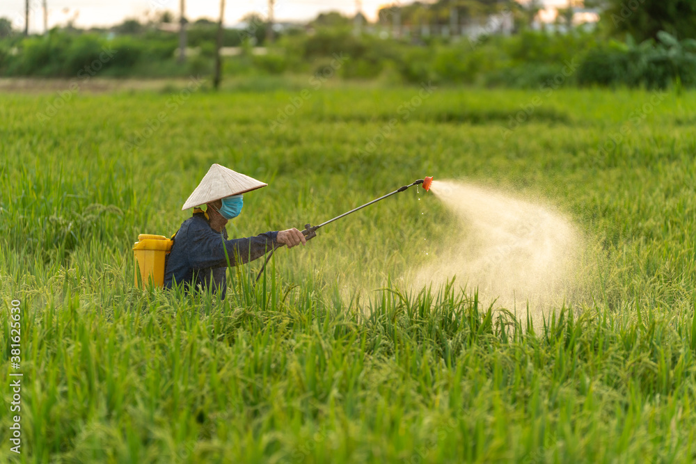 Asian farmer spraying pesticide during in rice fields sunset time