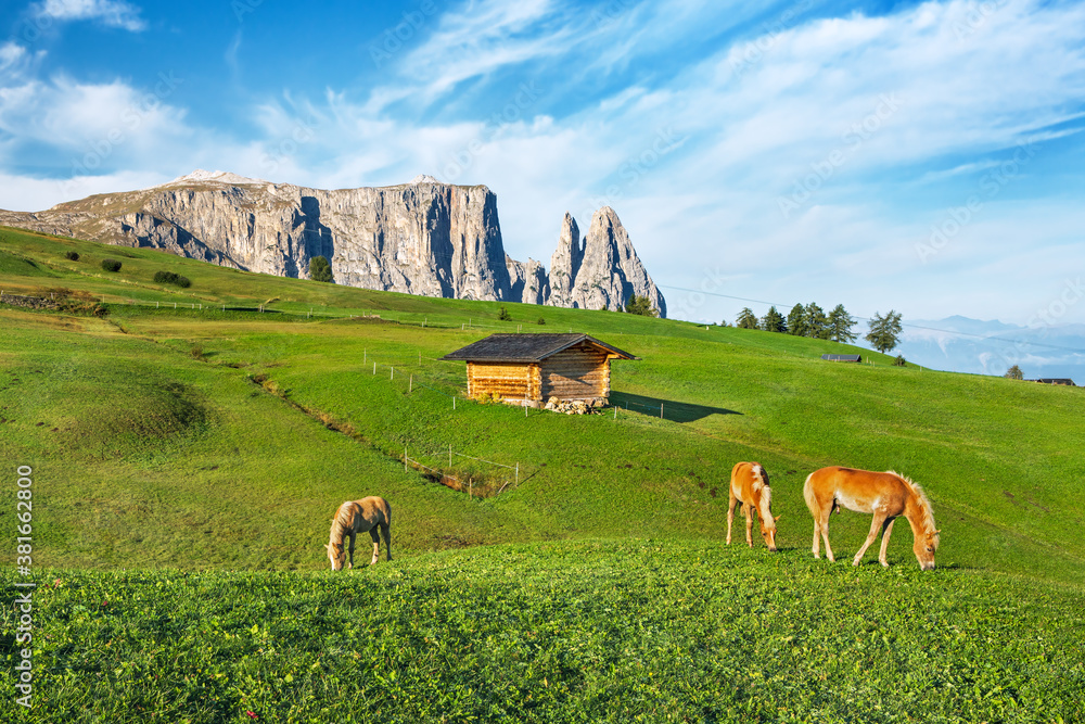 Famous Alpe di Siusi - Seiser Alm with Sassolungo - Langkofel mountain group in background at sunset