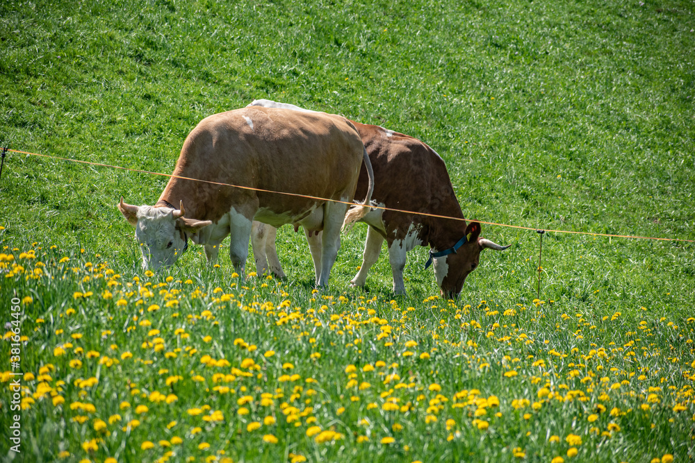 Beautiful swiss cows. Alpine meadows. Mountains.