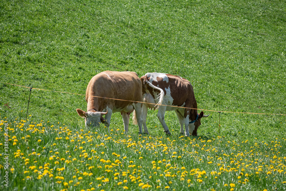 Beautiful swiss cows. Alpine meadows. Mountains.