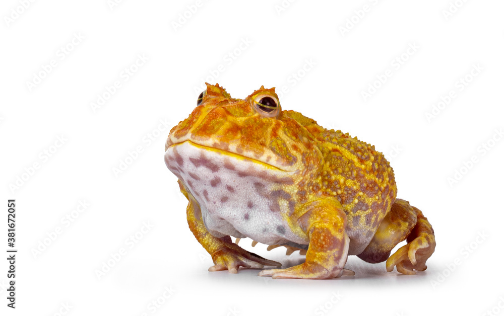 Side view of young adult male albino American horned or Pacman frog. Ready to jump, eye lid half clo