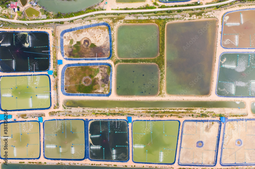 tiger prawn farm or shrimp farming in Nakhon si Thammarat province in south of Thailand