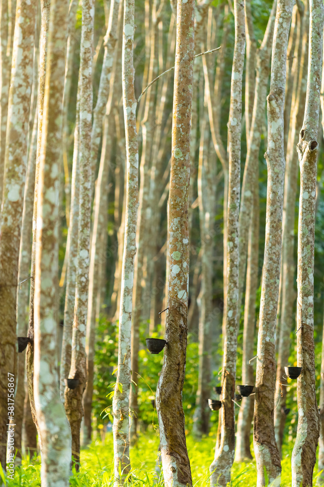 Agricultural rubber tree (Hevea Brasiliensis) with beautiful sunbeam in morning in southern of Thail