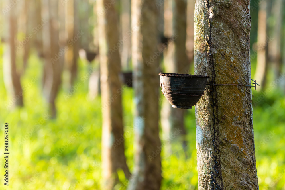 Agricultural rubber tree (Hevea Brasiliensis) with beautiful sunbeam in morning in southern of Thail