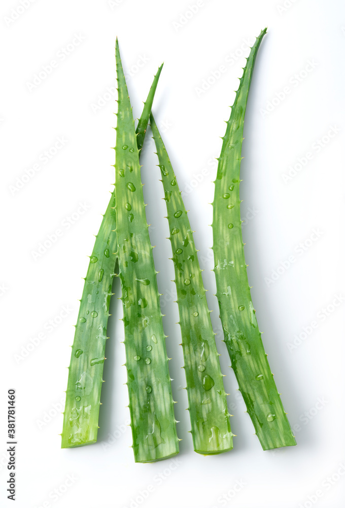 Aloe Vera on a white background