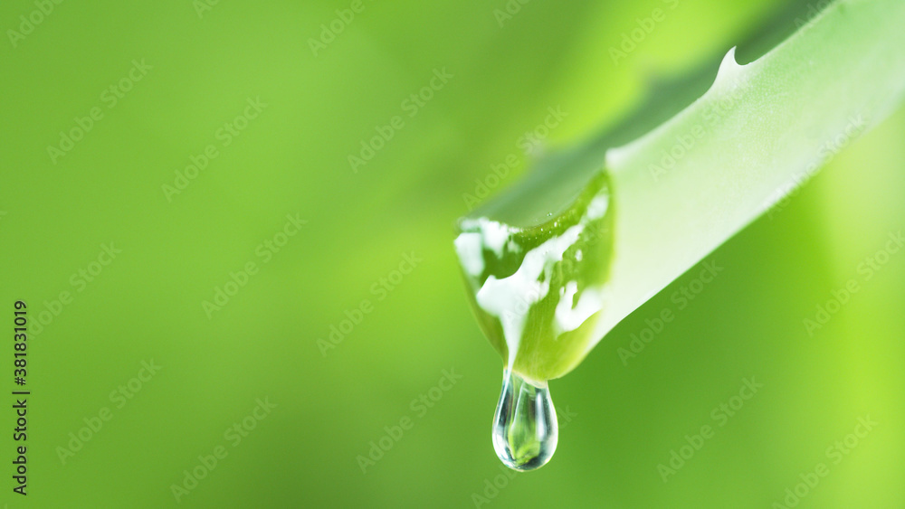 Water drops on aloe vera flower, soft background