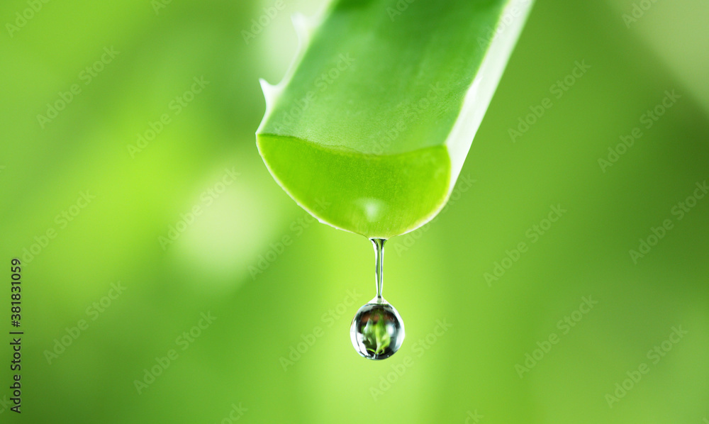 Water drops on aloe vera flower, soft background