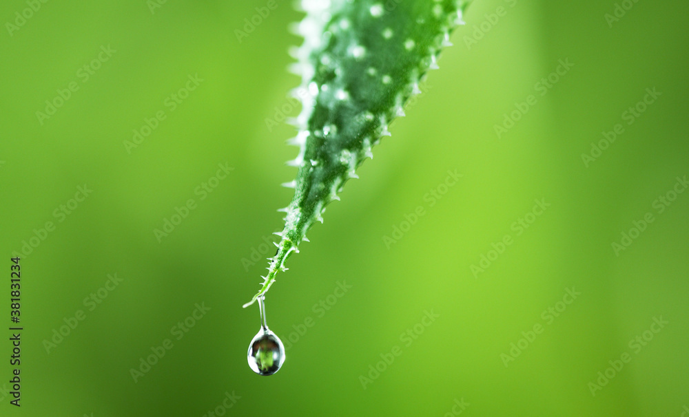 Water drops on the green leaf, soft background