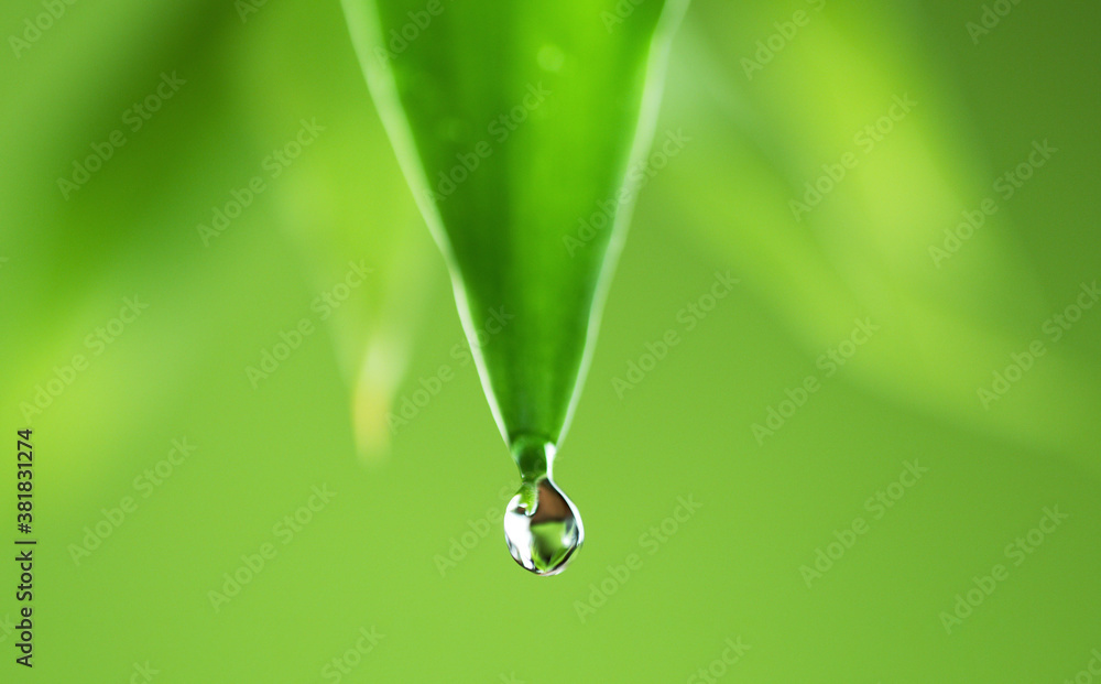 Water drops on the green leaf, soft background